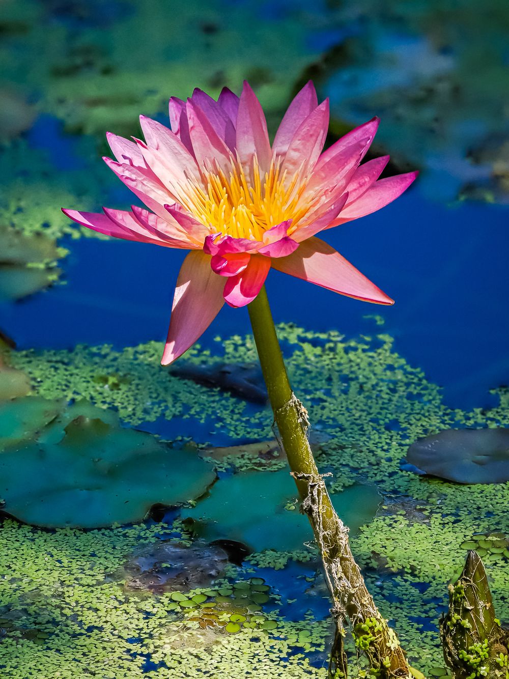 pink_lotus.jpg