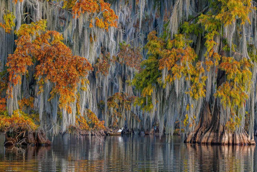 20251113_fall_colors_Louisiana_swamp_0001.jpg
