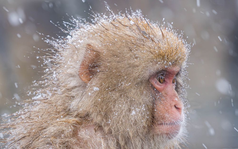 japan_snow_monkey_portrait_stare.jpg