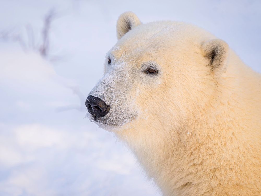 polar_bear_portrait.jpg