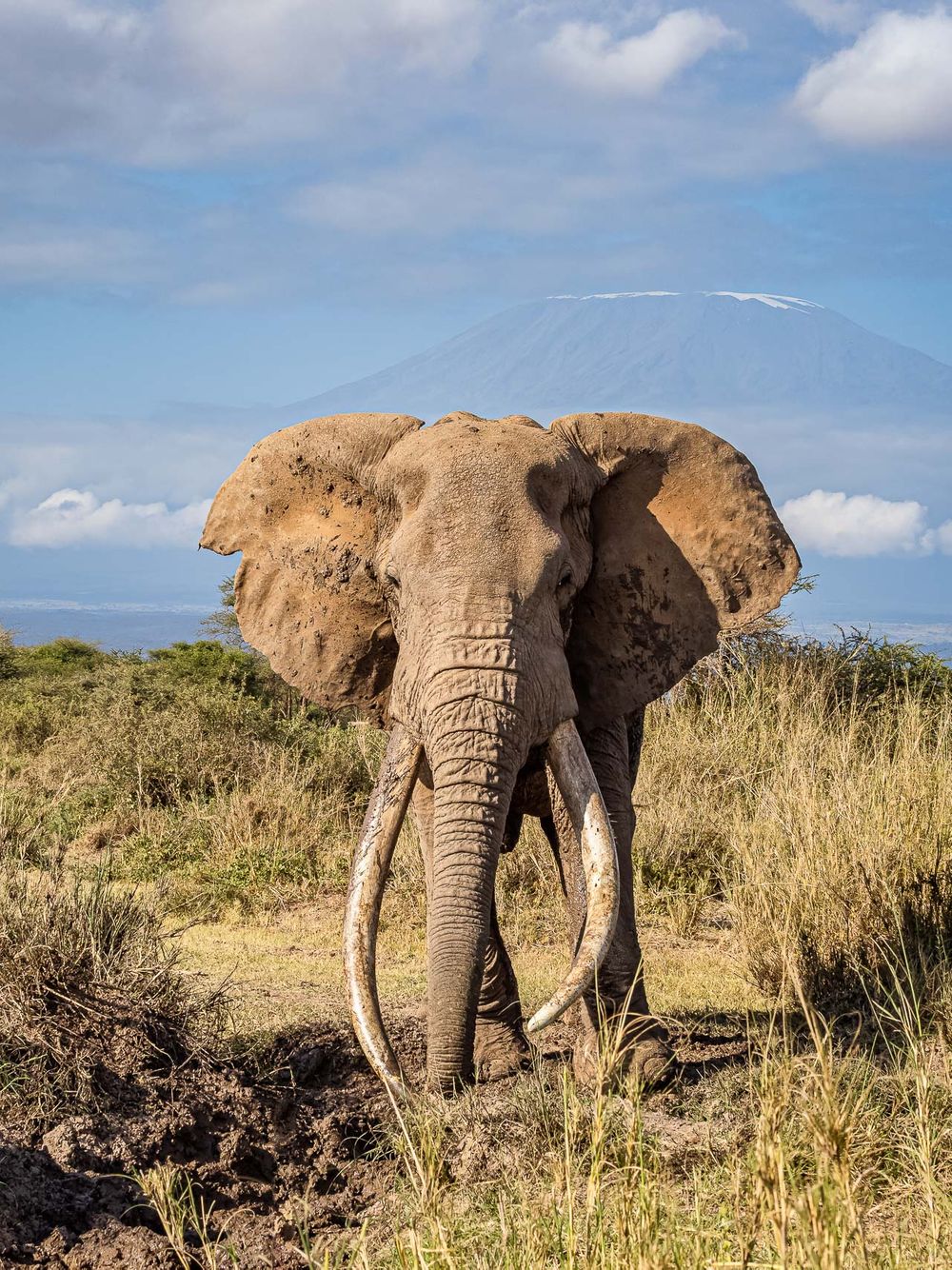 amboseli_elephant_craig_mt_kilimanjaro_2.jpg