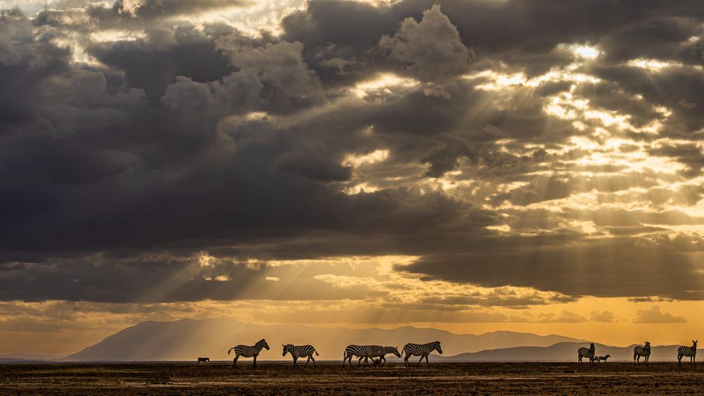 kenya_amboselli_sunset_with_zebras.jpg