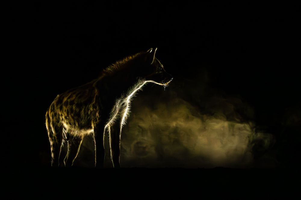 africa_bush_hide_hyena_backlit_2.jpg