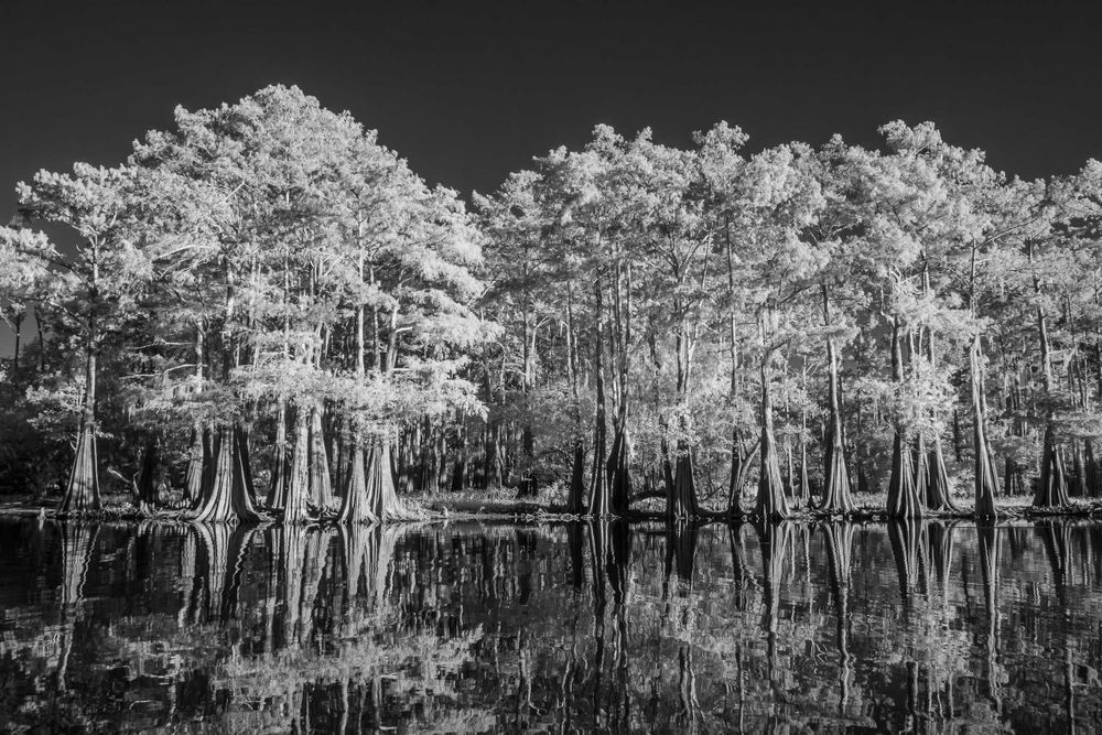 20251114_infrared_cypress_trees_louisiana_0001.jpg