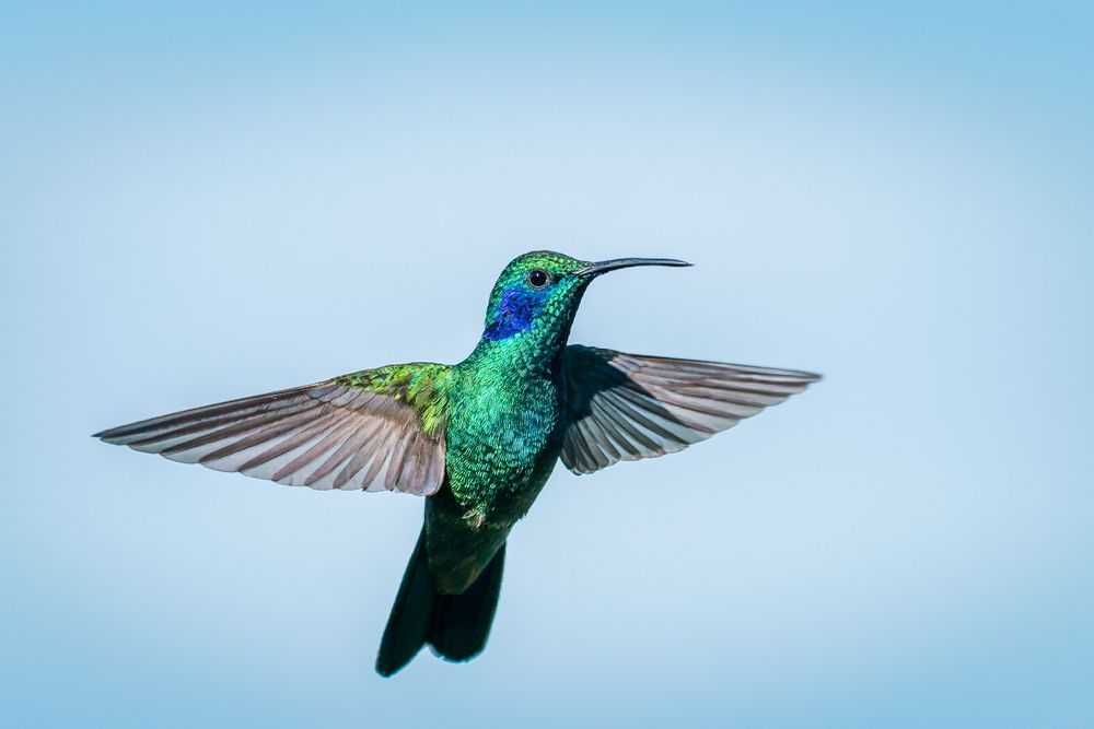 costa_rica_green_violetear_hummingbird.jpg