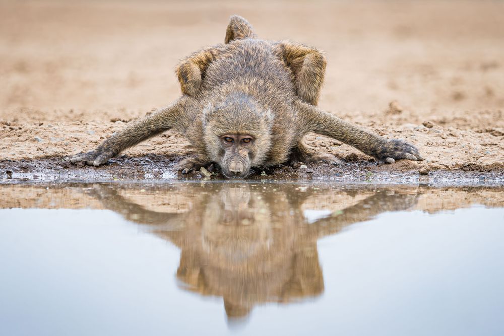 africa_shompole_baboon_stretch.jpg