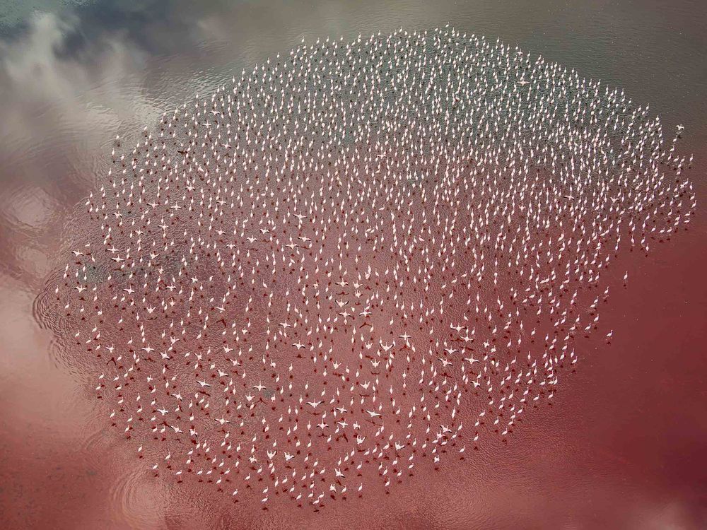africa_lake_magadi_flamingo_gathering.jpg