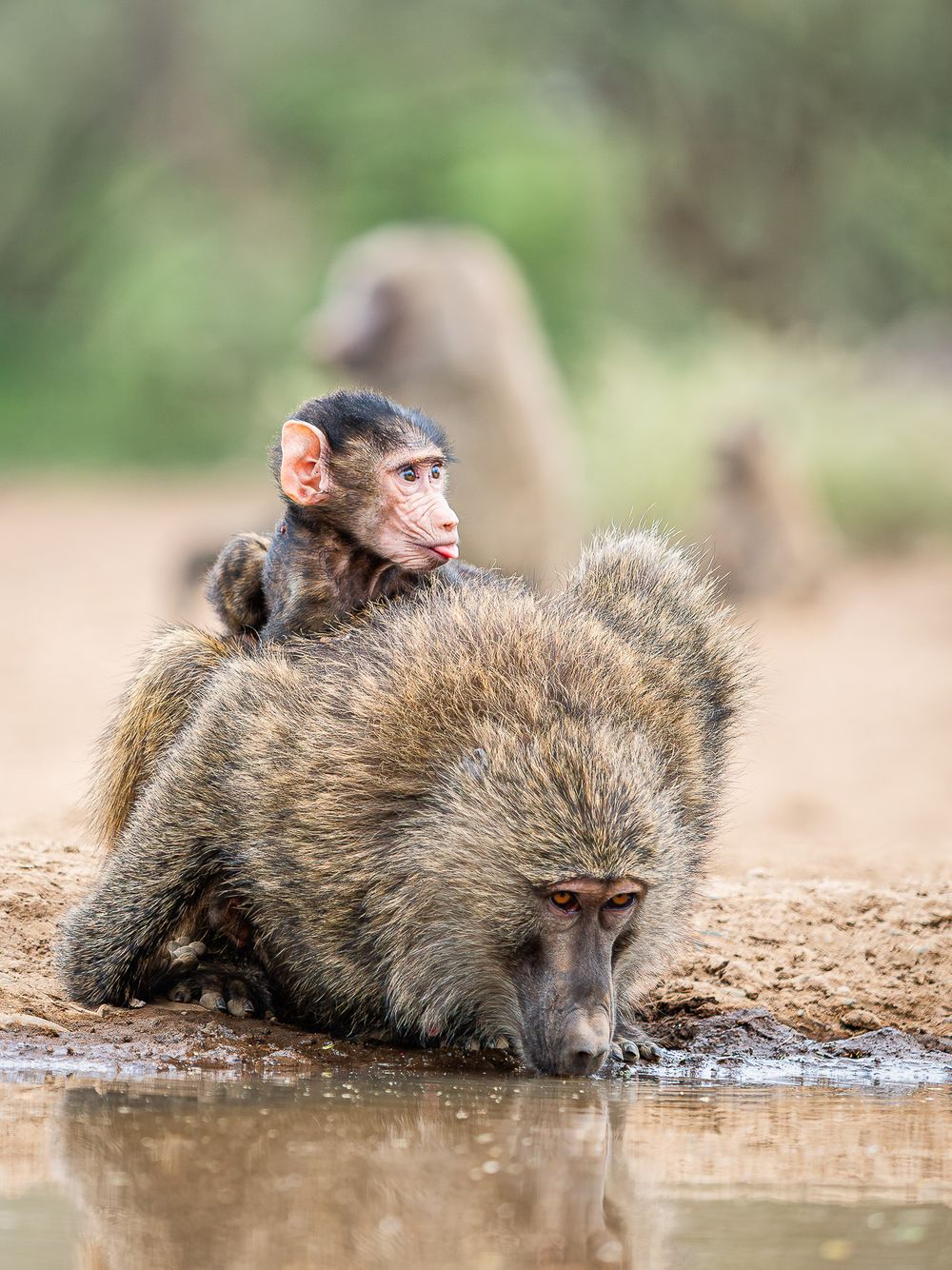africa_baboon_mom_and_baby_tongue_out.jpg