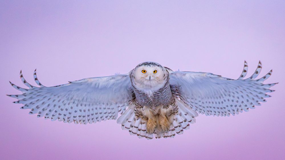 snowy_owl_pink_sunset.jpg