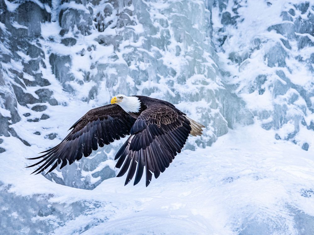 alaska_waterfall_eagle.jpg