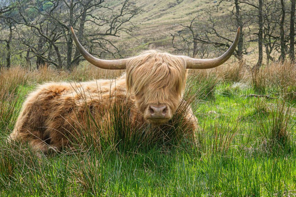 20250429_20250429_scotland_hairy_coo_0001.jpg