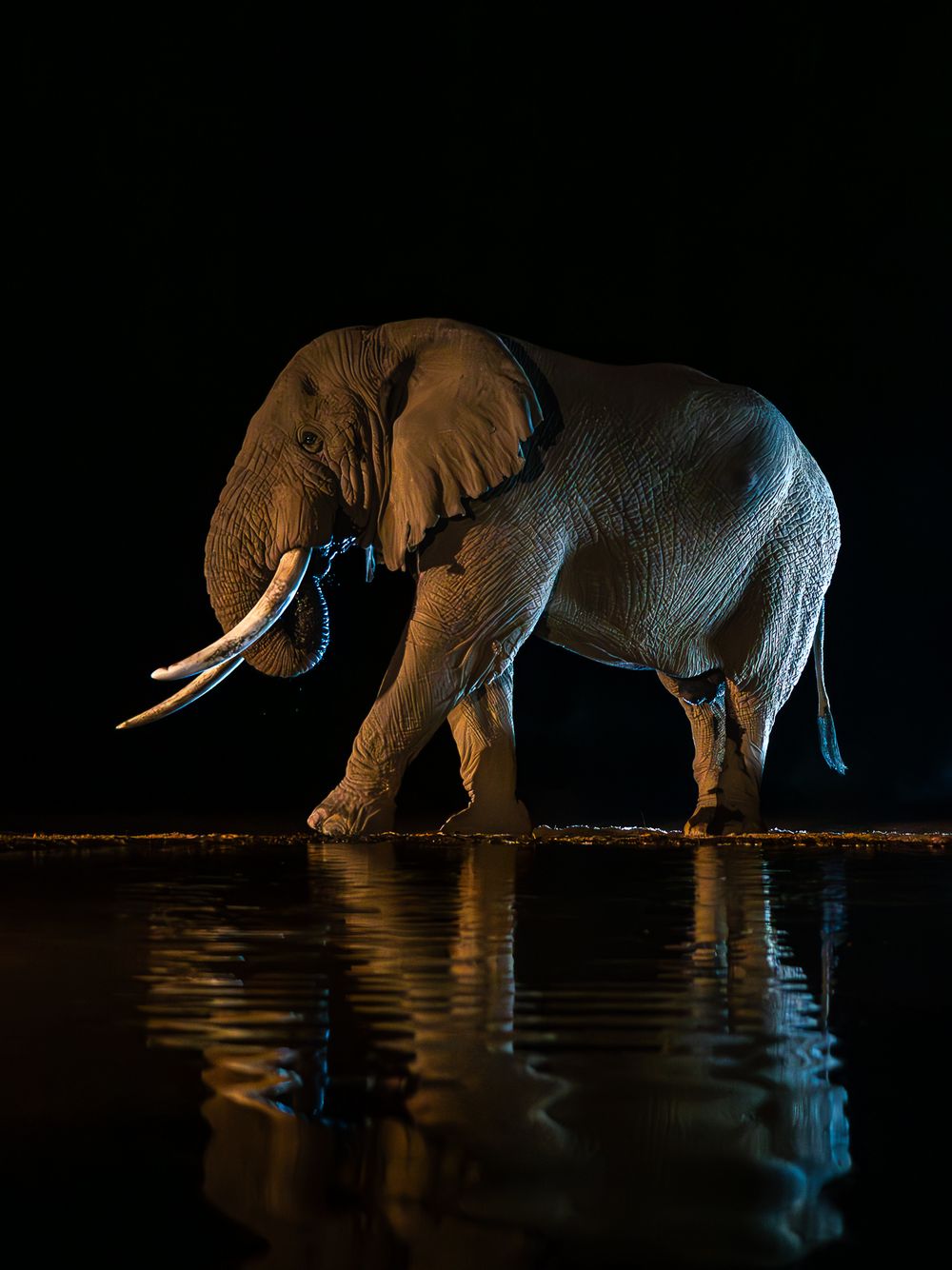 africa_shompole_night_elephant_reflection.jpg