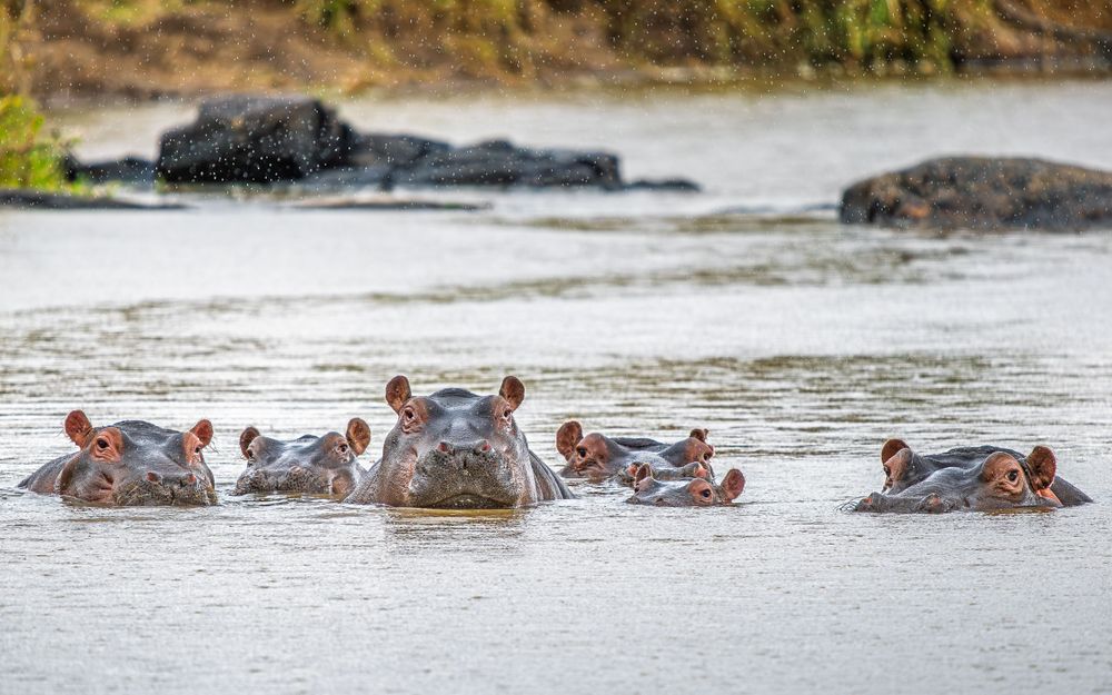 africa_hippos_in_the_rain.jpg