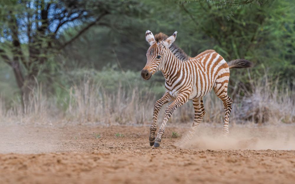 africa_baby_zebra_running.jpg