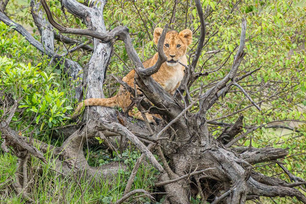 africa_lion_cub_in_dead_tree_trunks.jpg