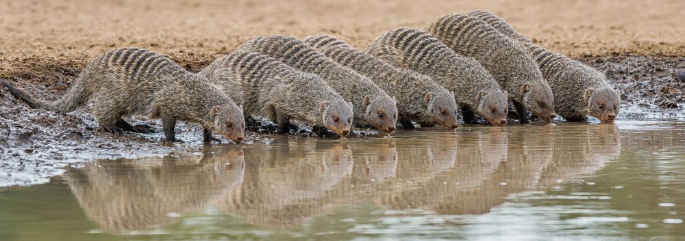 africa_mob_of_mongoose.jpg
