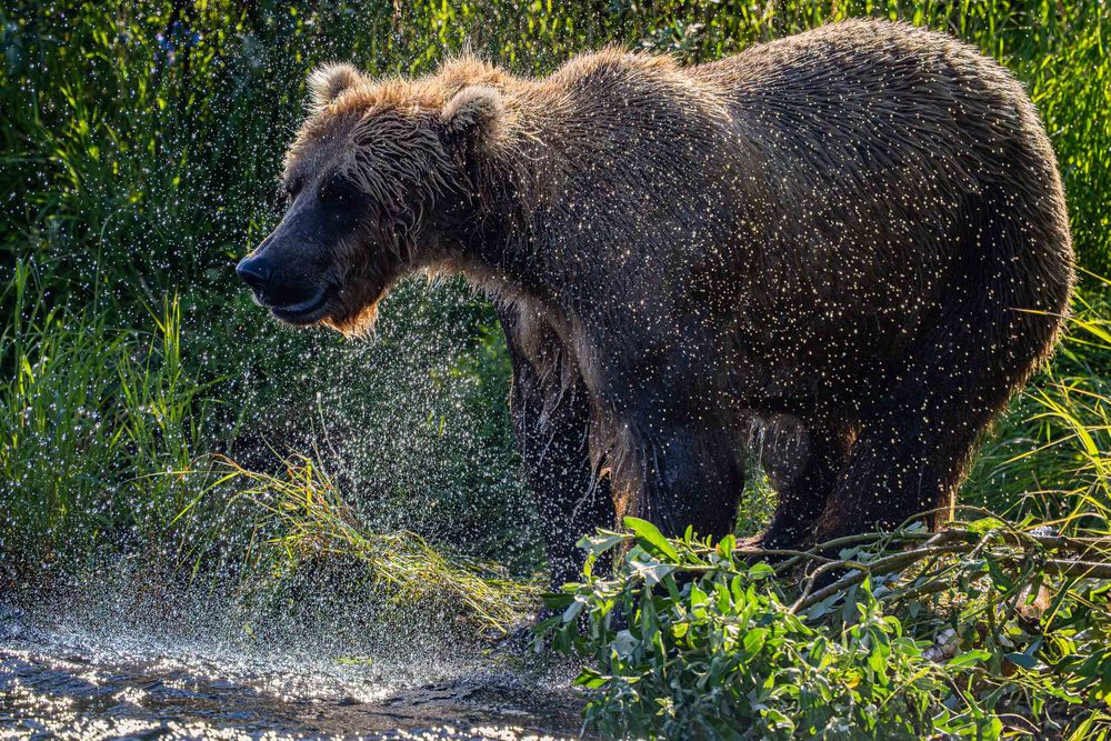 20250715_alaska_rim_light_bear_after_shake_0001.jpg