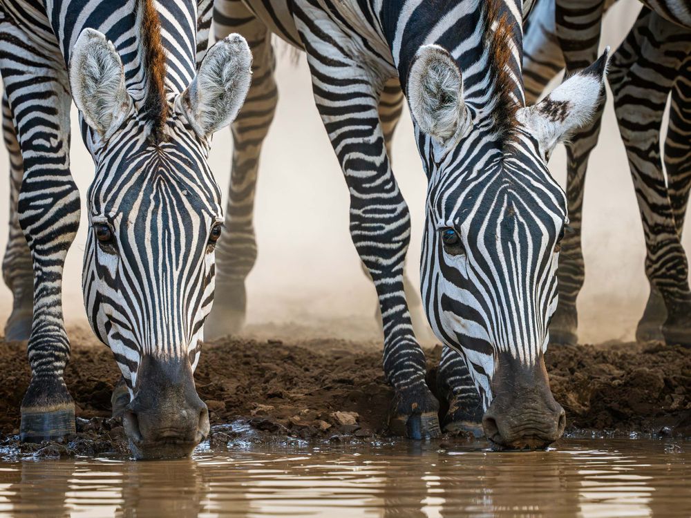 africa_zebra_twins_drinking.jpg