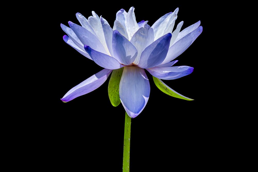 20250815_blue_lotus_blossom_0001.jpg