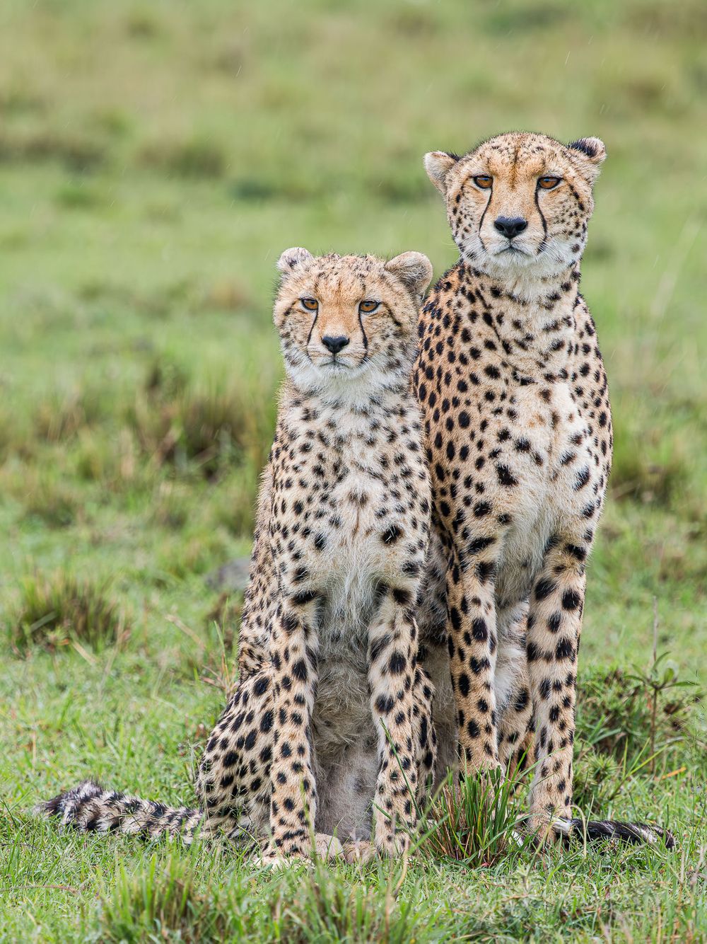 africa_cheetah_mom_and_cub_Side_by_side.jpg