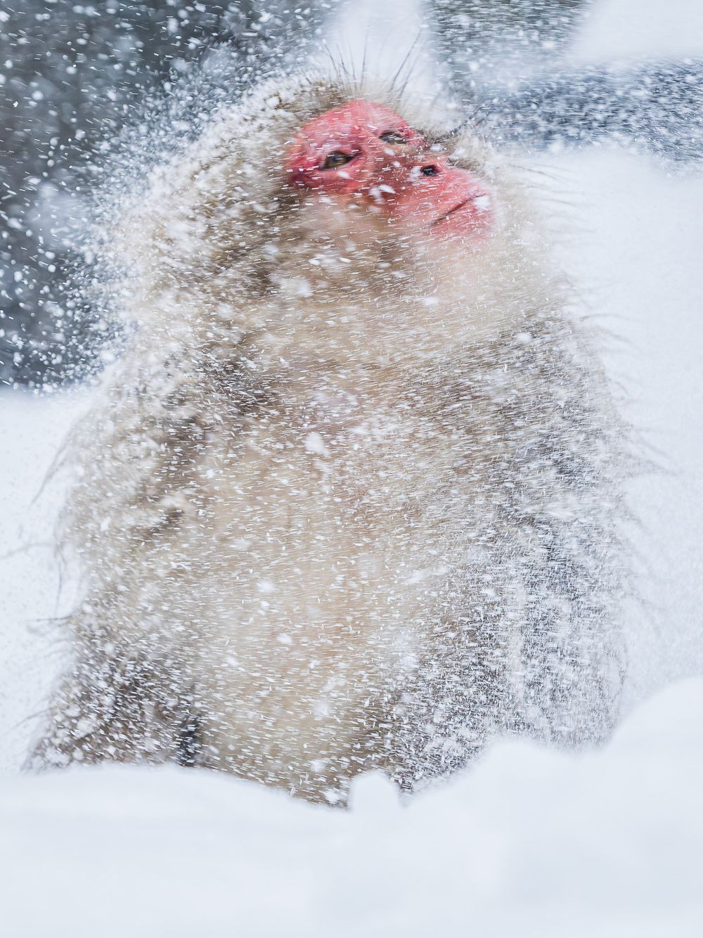 japan_snow_monkey_shake.jpg