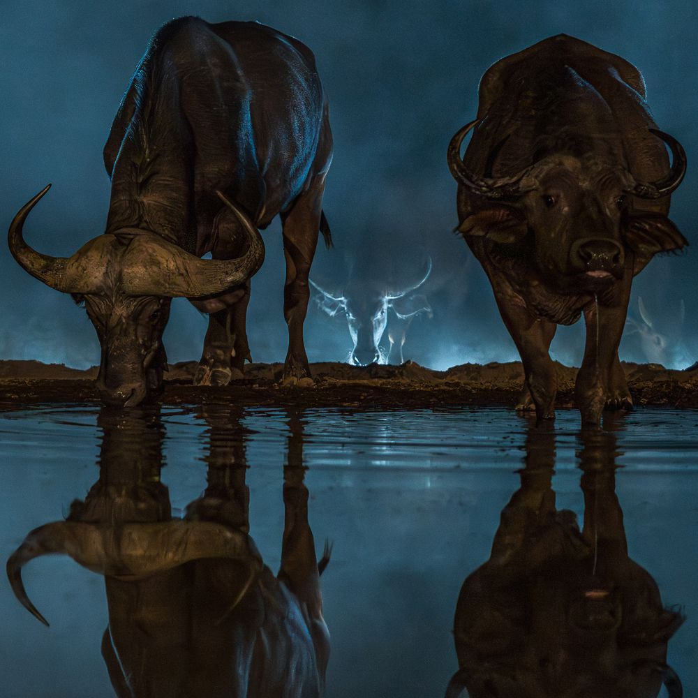 africa_ghost_cape_buffalo.jpg