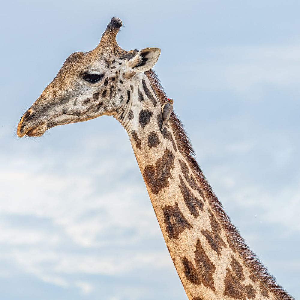 africa_giraffe_portrait_1.jpg