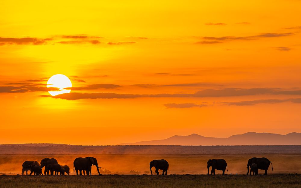 kenya_amboseli_sunrise_with_elephants.jpg