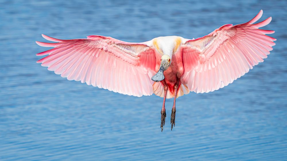 spoonbill_wings_wide_open.jpg