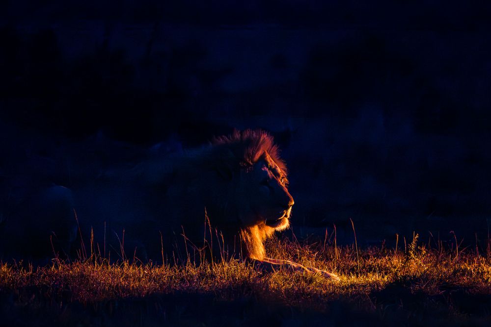 africa_male_lion_lit_by_spotlight.jpg