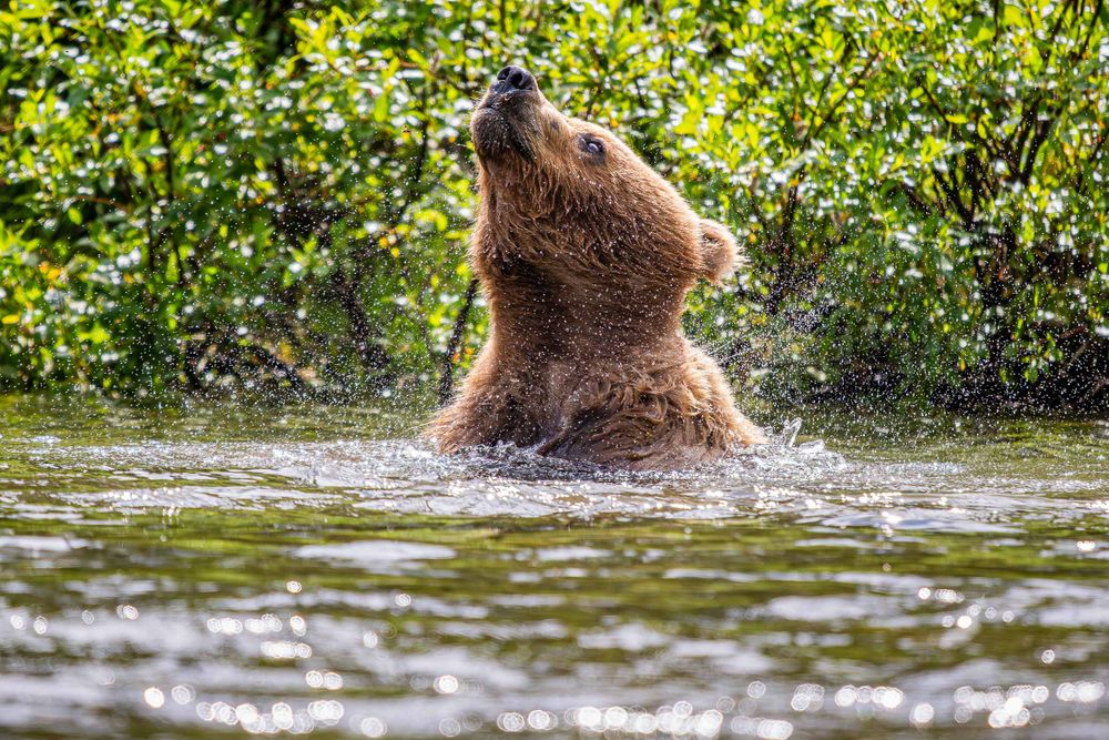 20250715_alaska_river_bear_shake_0001.jpg