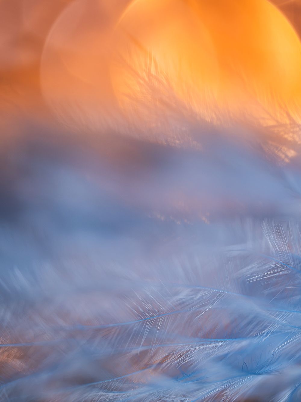 MISA_double_moon_feather_abstract_blue_orange.jpg