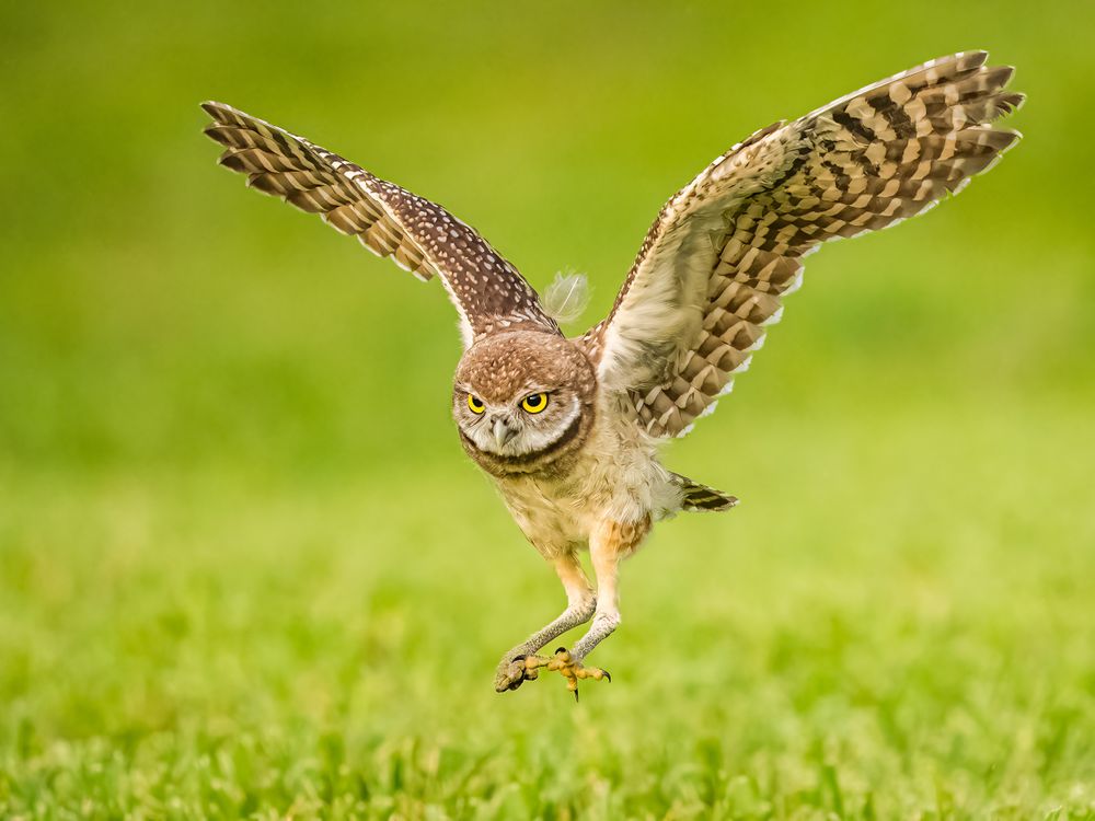 burrowing_owl.jpg