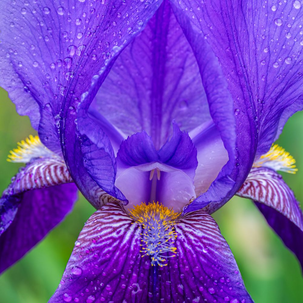 MISA_bearded_iris_purple.jpg
