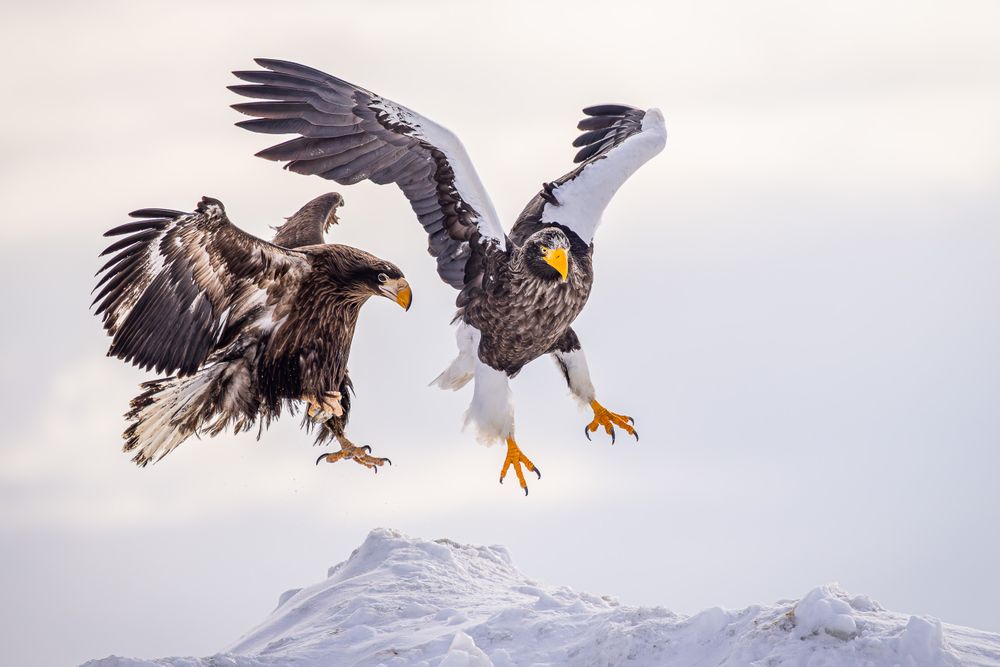 japan_steller's_sea_eagles.jpg