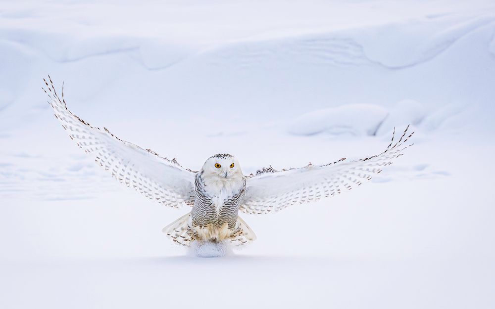 birds_canada_snowy_owl_landing_in_the_pond.jpg