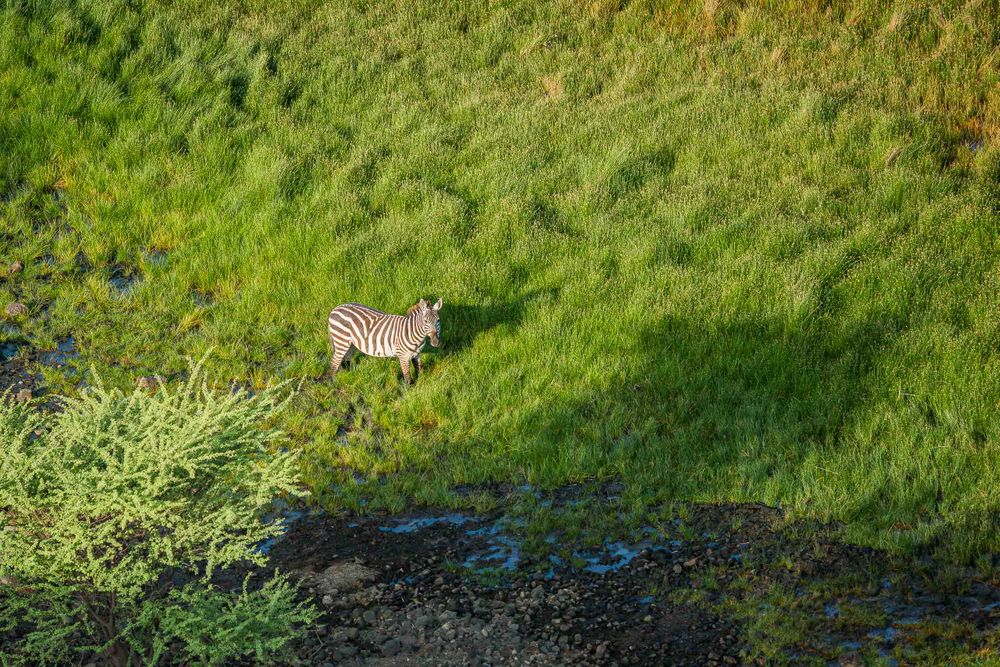 africa_zebra_in_the_green_grass_aerial.jpg