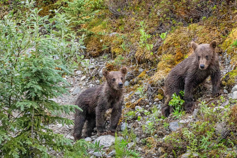 20250719_alaska_two_spring_cubs_0001.jpg
