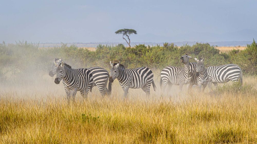 kenya_dazzle_of_dusty_zebras.jpg