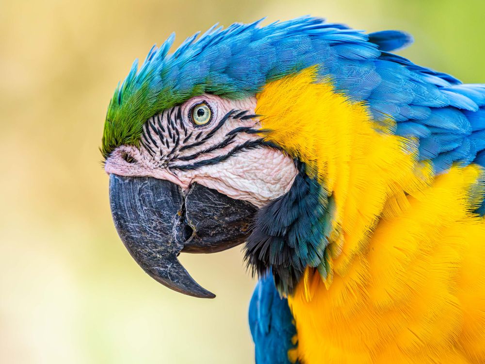 brazil_blue_and_yellow_macaw_portrait.jpg.jpg