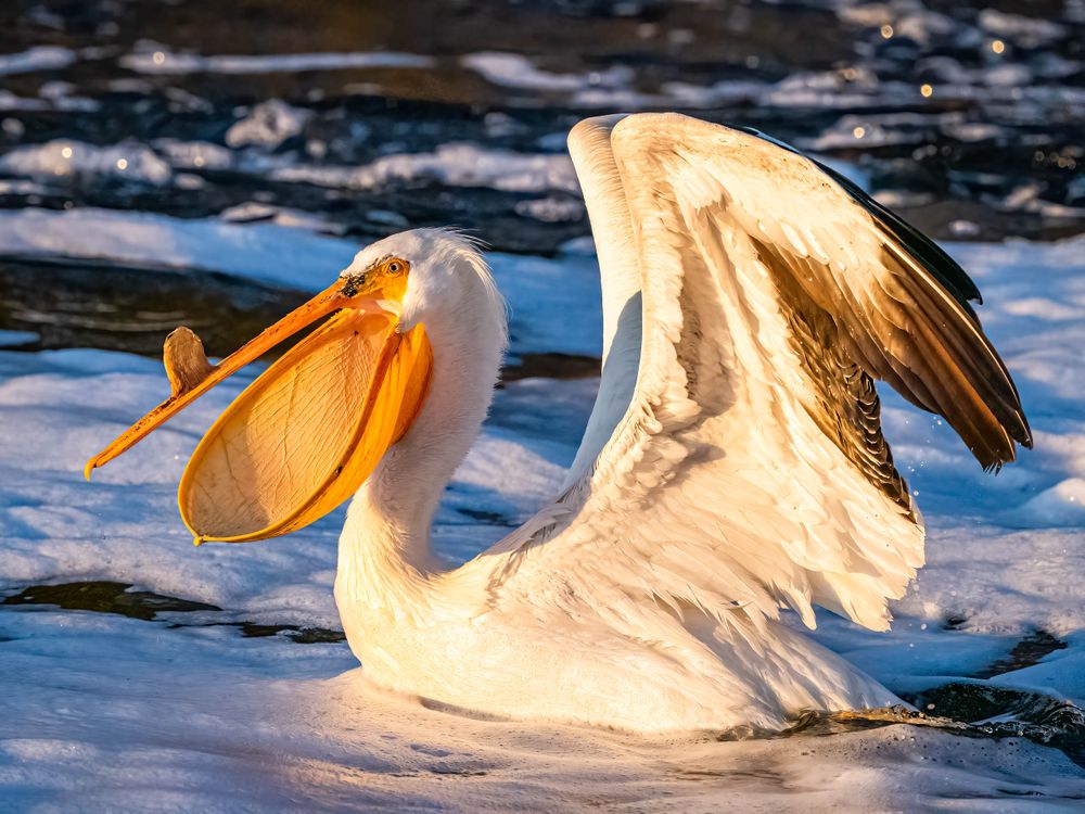 big_mouth_white_pelican.jpg