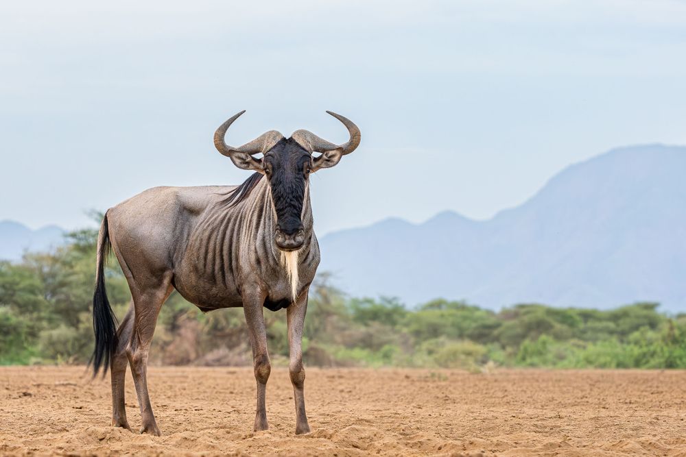 africa_blue_wildebeest.jpg