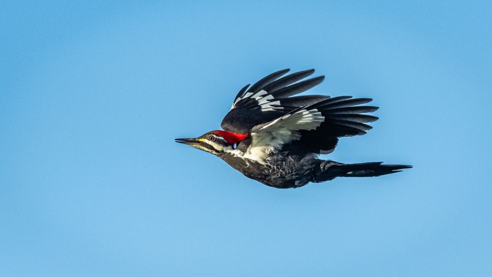 flying_pileated_woodpecker.jpg