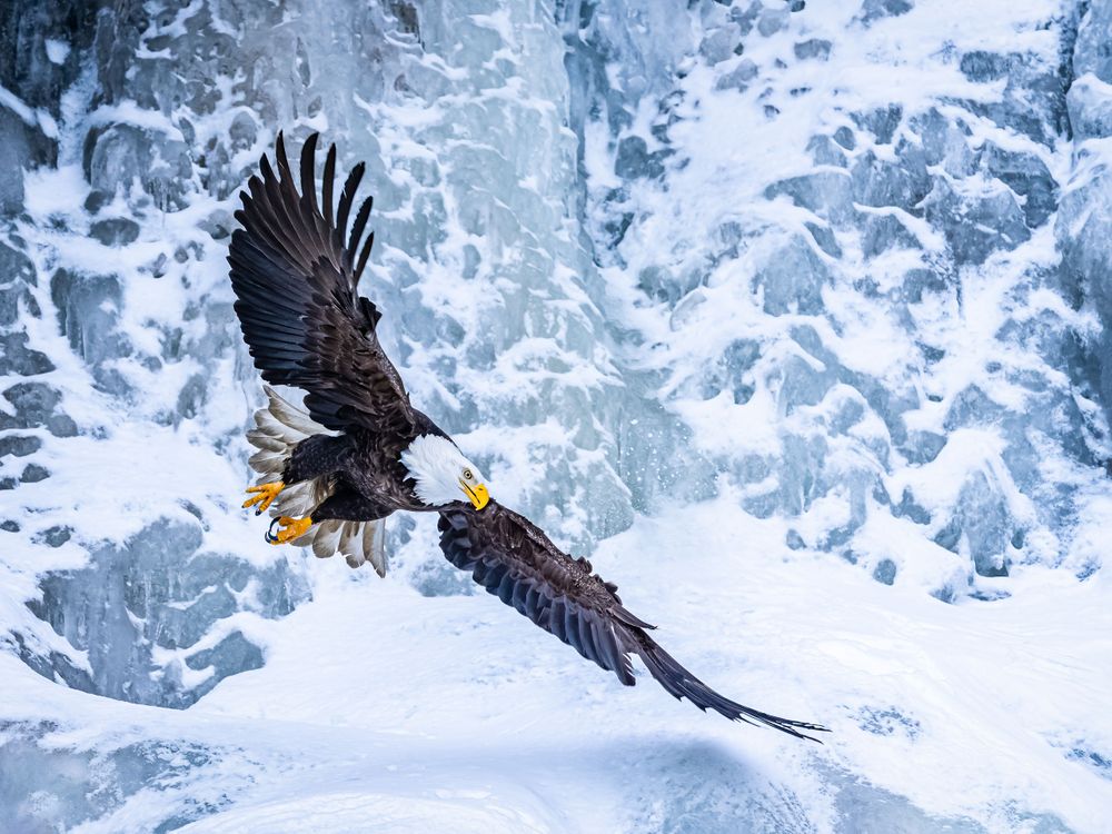 alaska_eagle_descending_on_frozen_waterfall.jpg