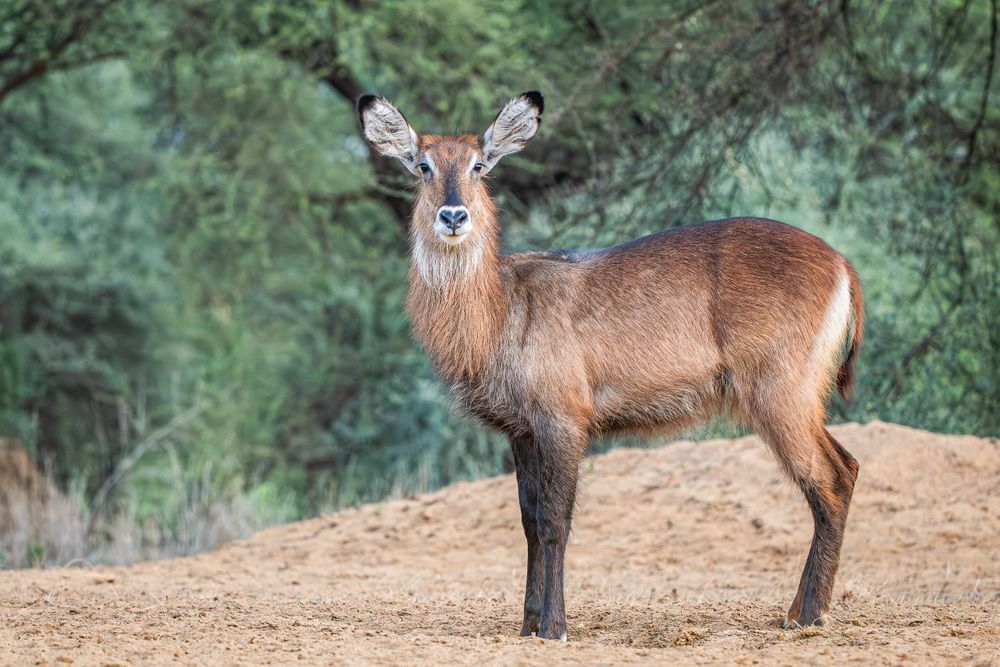 africa_waterbuck_when_the_wild_looks_back.jpg