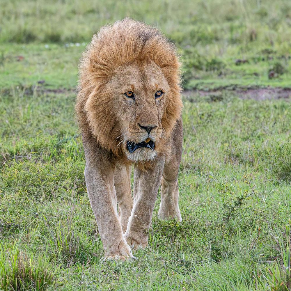 africa_male_lion_walking.jpg