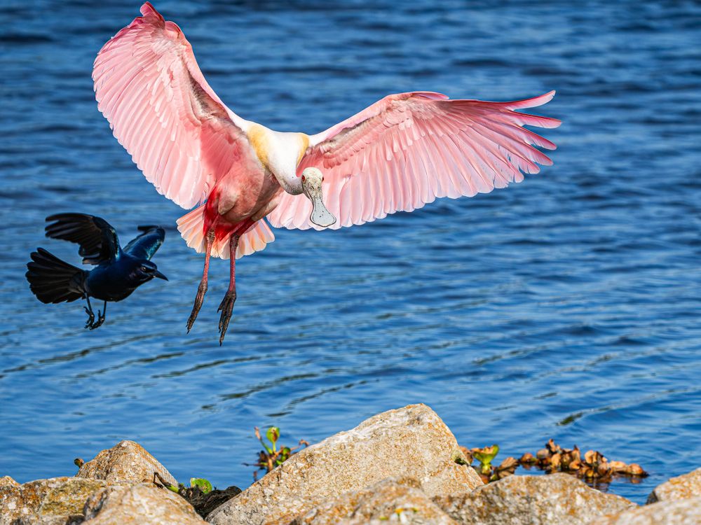 birds_florida_roseate_spoonbill_with_photobomber.jpg