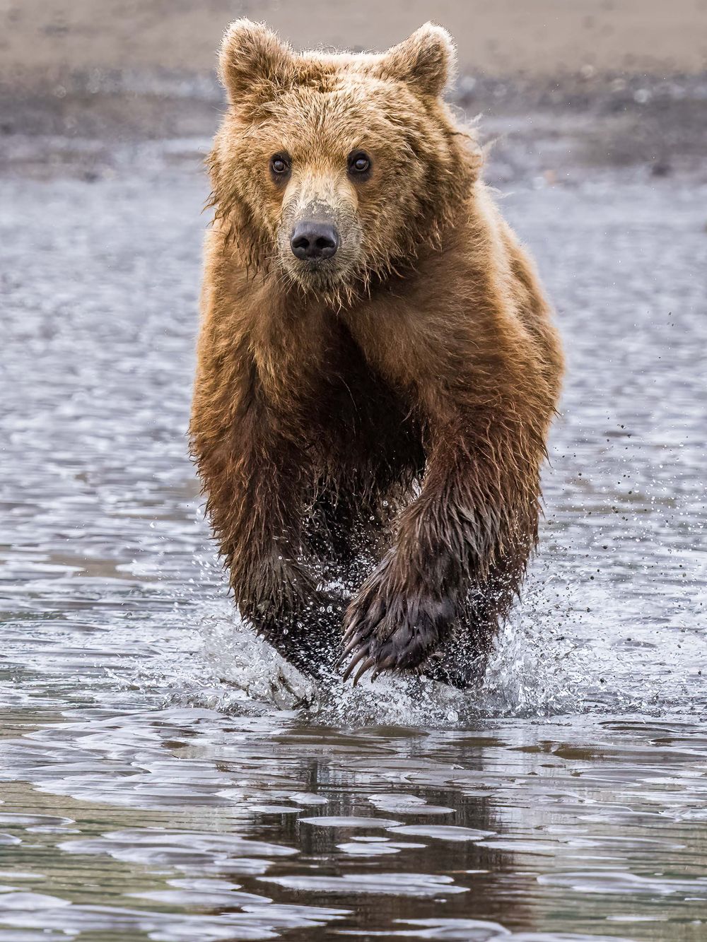 alaska_bear_running_in_water.jpg