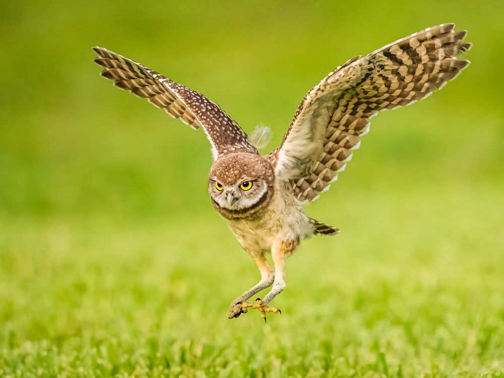 burrowing_owl_landing.jpg
