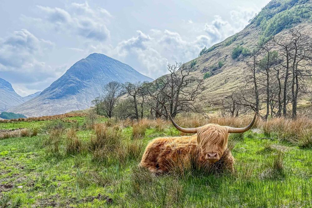 20250429_20250429_scotland_hairy_coo_landscape_0001_0001.jpg